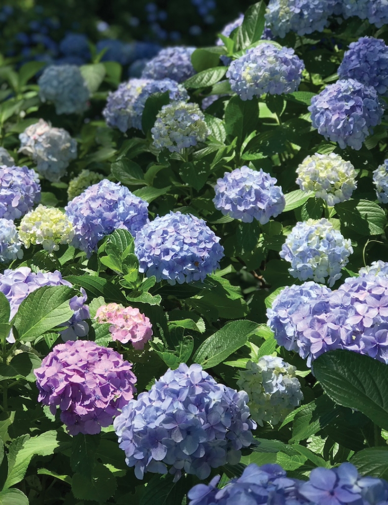 This is a hydrangea that blooms in Japan. The various colors are beautiful.