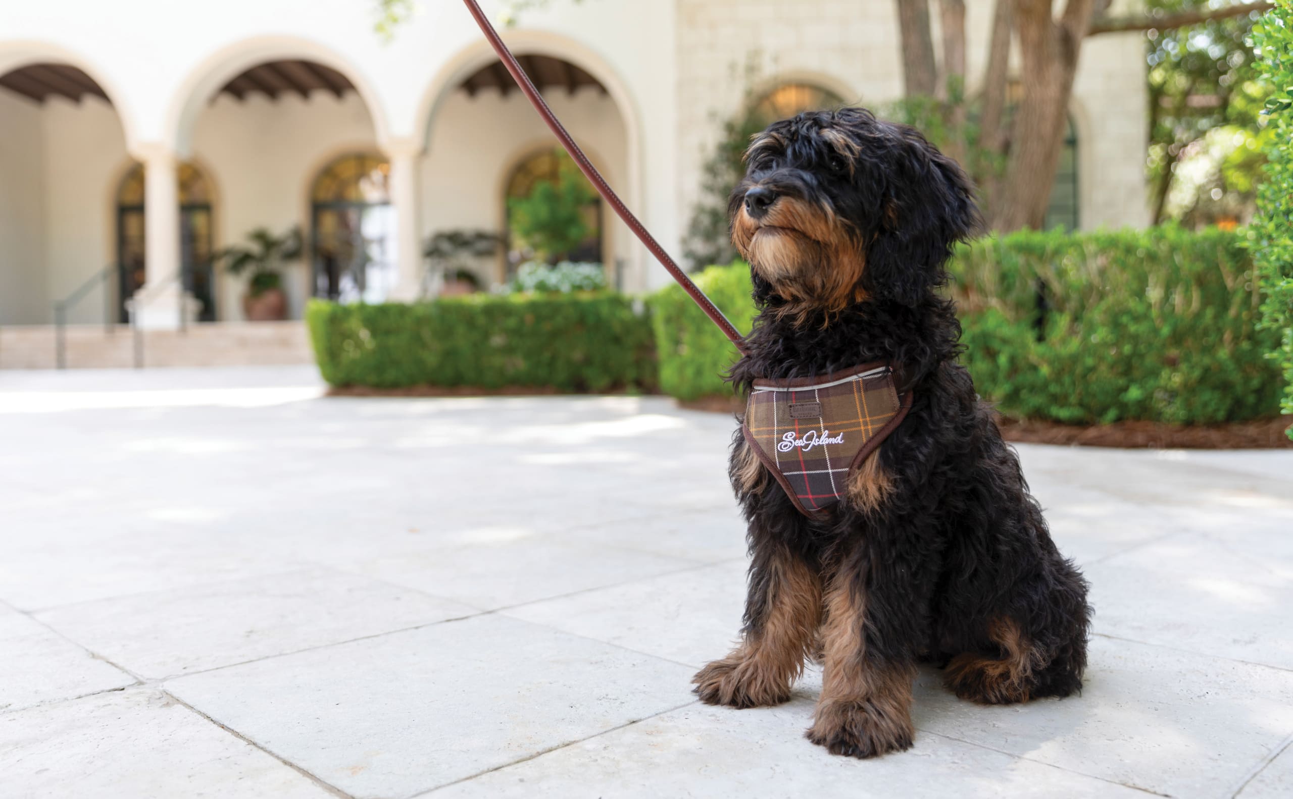 Dapper store Day Harness