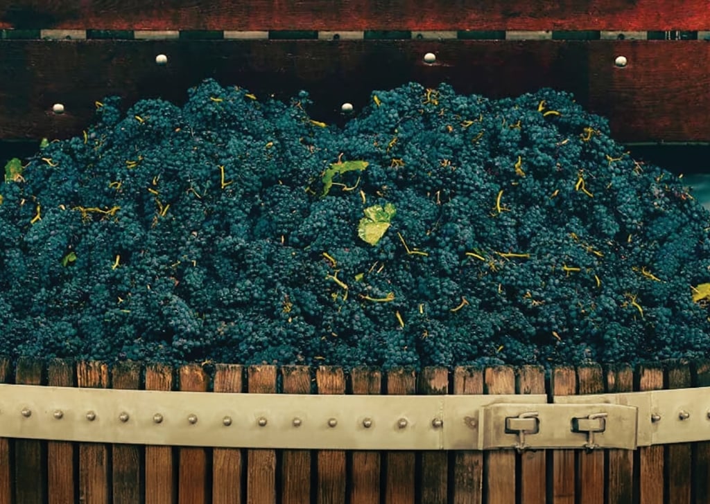 A barrel full of blue-green wine grapes