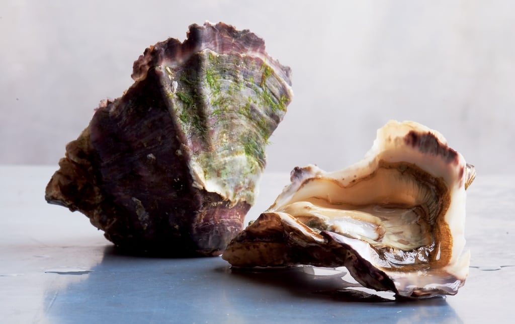 Two oysters