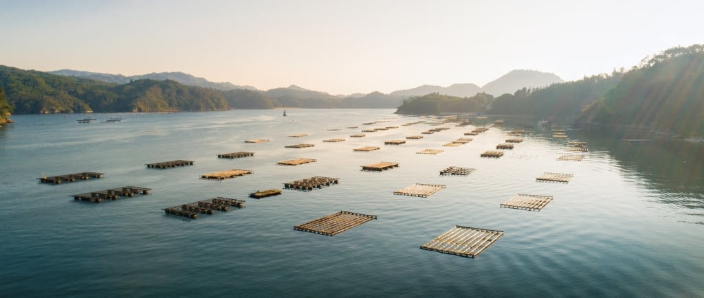 Oyster farm in Kesennuma