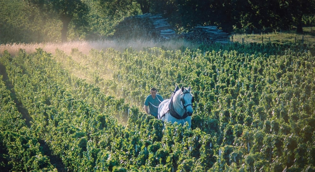 A horse pulls a plough through a vineyard