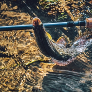 Grayling in clear water. Fly fishing and tenkara.