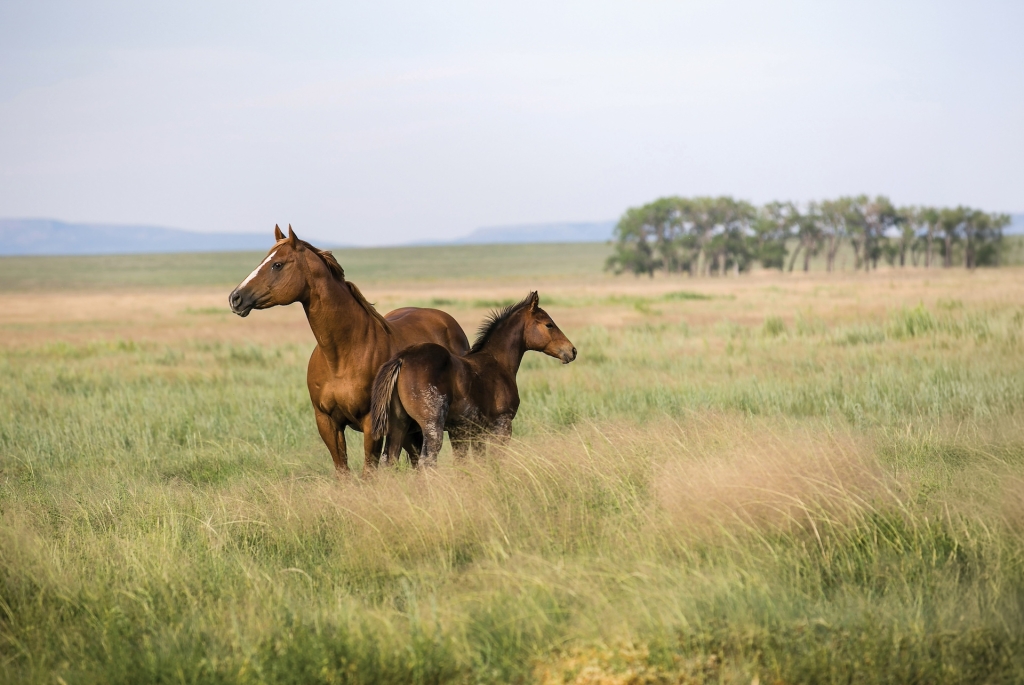 Horses in an open field surrounded by mountains in New Mexico.